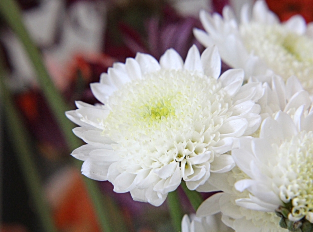 alyssadyck-whiteflower